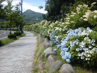 緑地.jpg